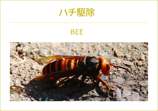 ハチ駆除