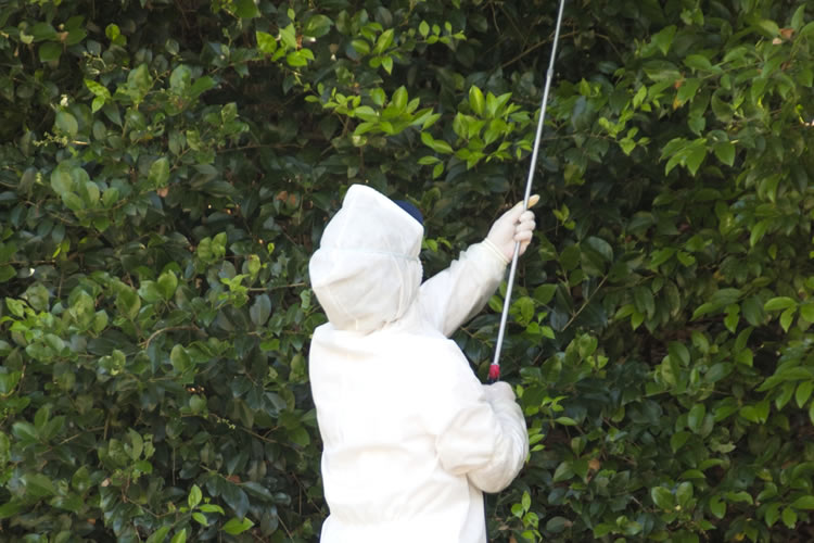 ハチ駆除について