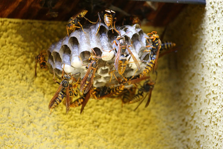 害虫でお困りの方